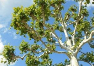 Image of an American Sycamore