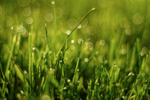 rain falling on grass in sunlight