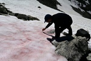 Researcher-Biagio-di-Maio-sampling-the-pink-snow-on-Presena-glacier