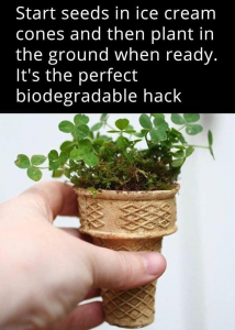 biodegradable hack: plant your seeds in ice cream cones