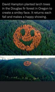 Larch trees planted in the Douglas fir forest, Oregon, bring a smile to the face