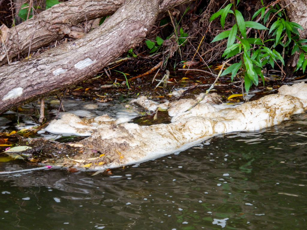 Gwent river pollution by sewage