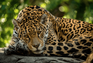 Global Biodiversity Crisis: Recent Alarming Declines. Photo of an endangered Amur Leopard.