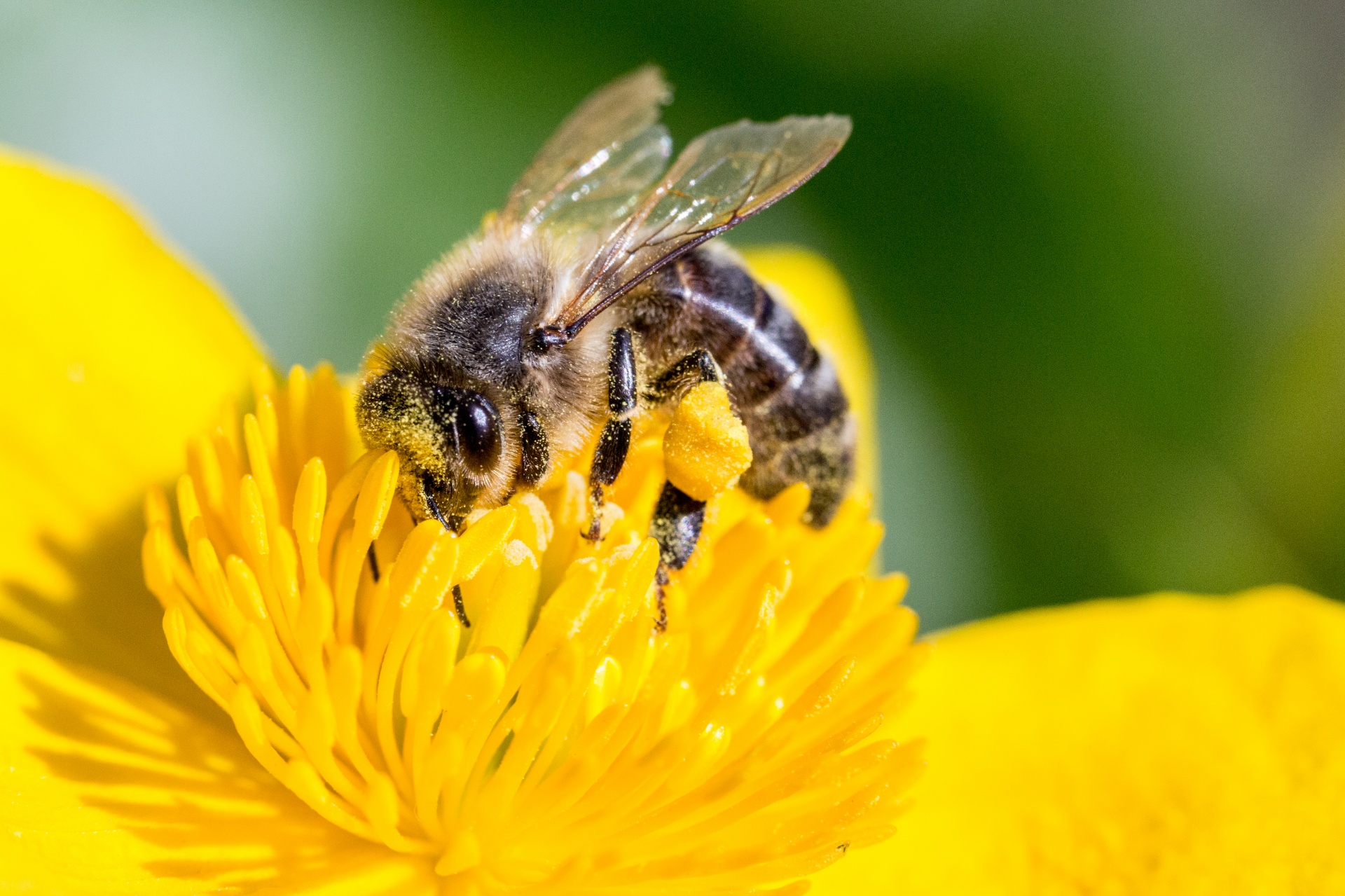 UK Bans Bee-Killing Pesticide Cruiser SB